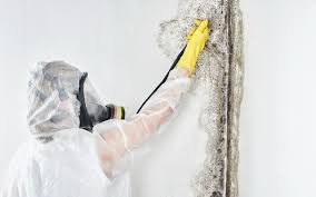 Silver Lake, OH Mold Removal & Remediation Company